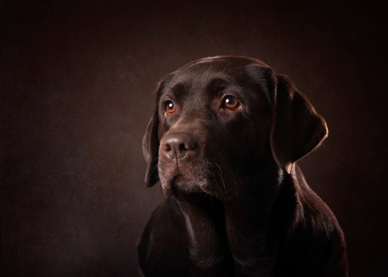 Лабрадор темный шоколад