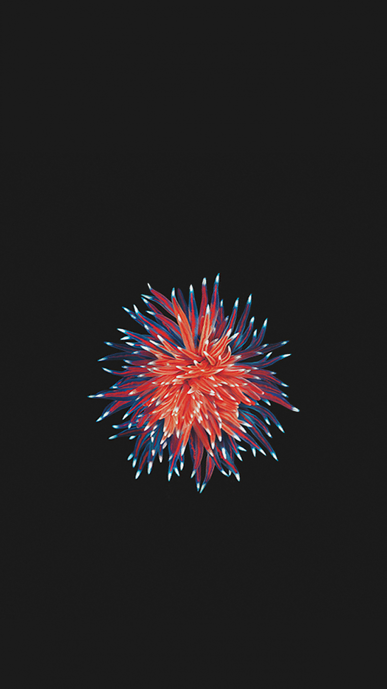 Обои для iphone 5se