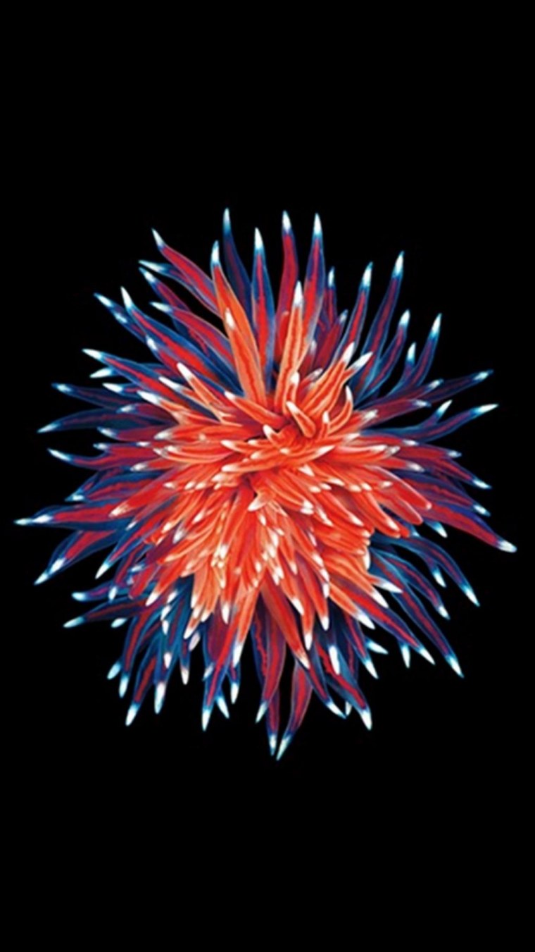 Заставка на se