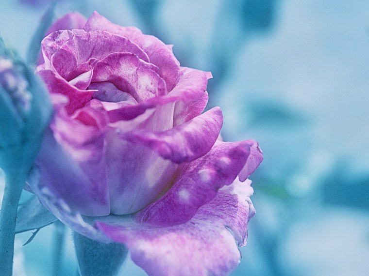 Букет роз на фоне неба