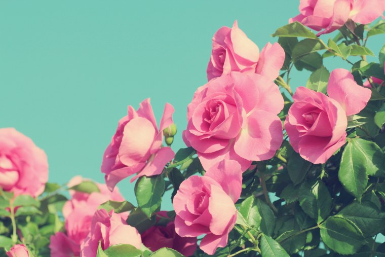 Редлэндс роза