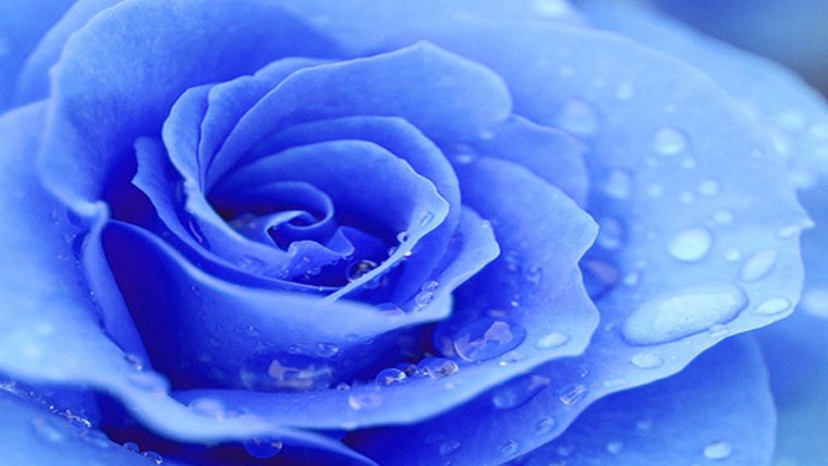 Синие розы фон