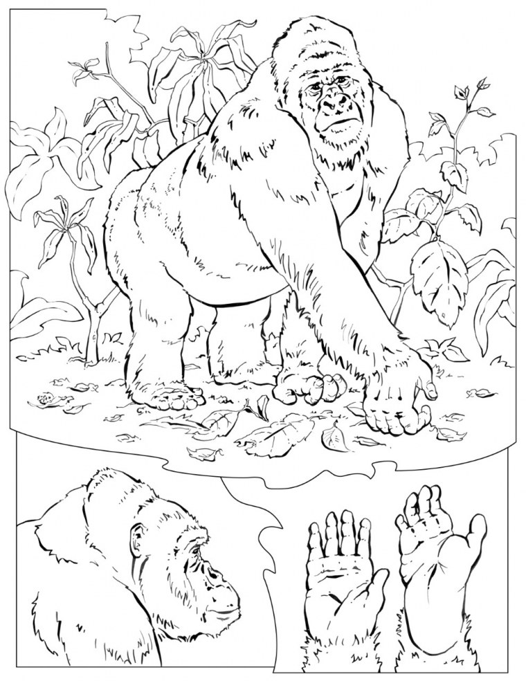 Горилла Кинг Конг раскраска