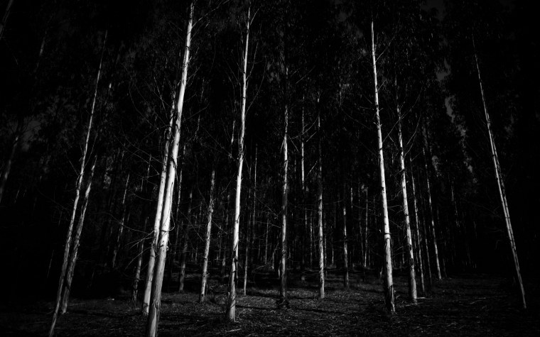 Мрачный лес черно белый