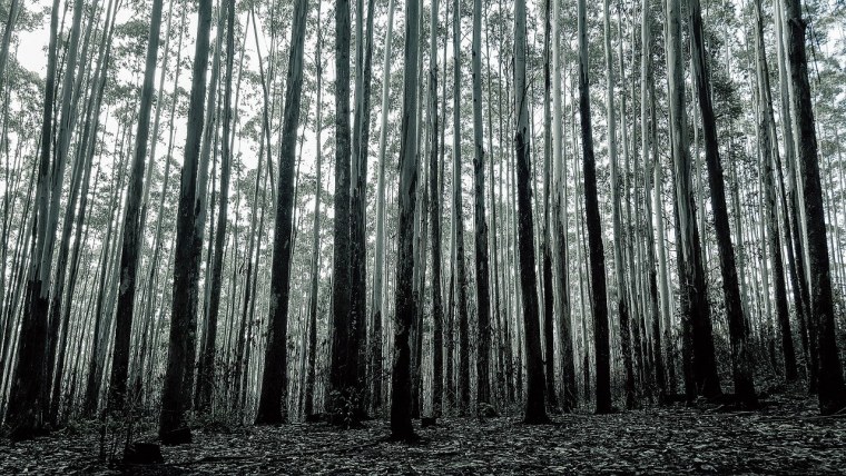 Серое дерево