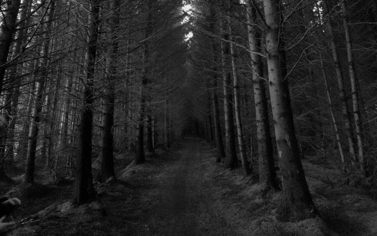 Лесная дорога