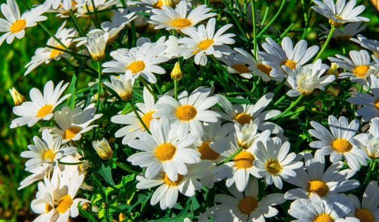 Ромашка Стефания