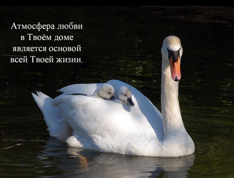 Жизнь лебедей