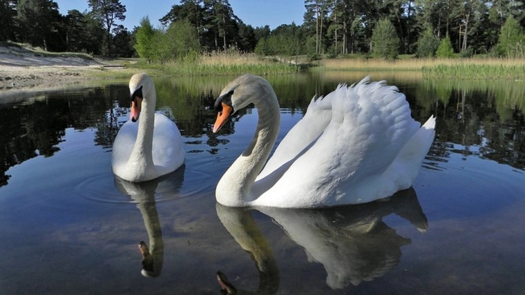 Лебеди в пруду