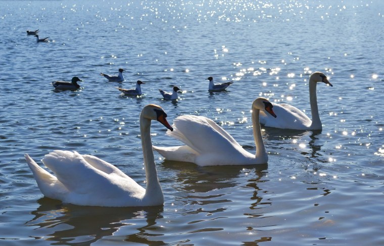 Счастливый лебедь