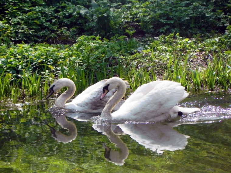 Необычные лебеди