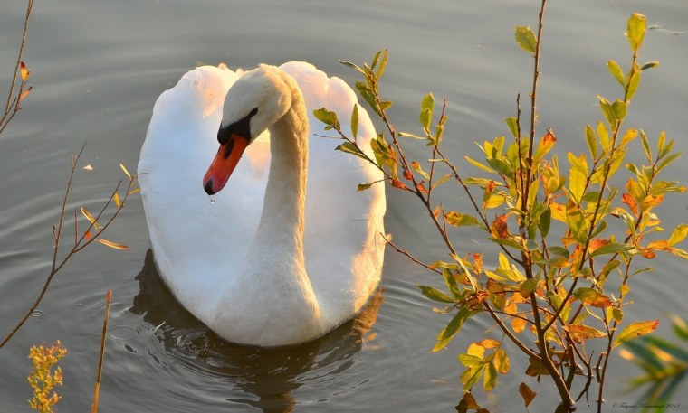 Лебеди в осеннем пруду