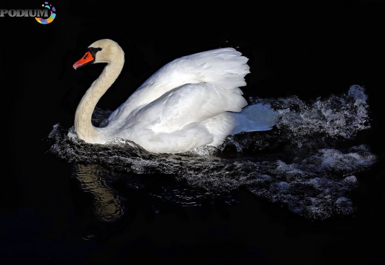 Ноги лебедя