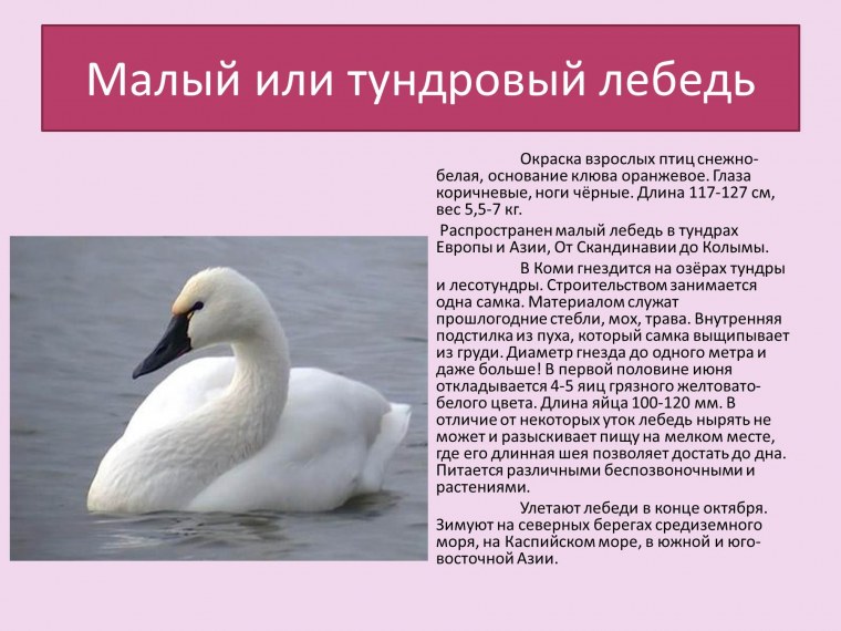 Тундряной лебедь красной книги