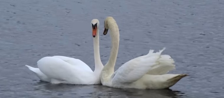 Лебеди анимация