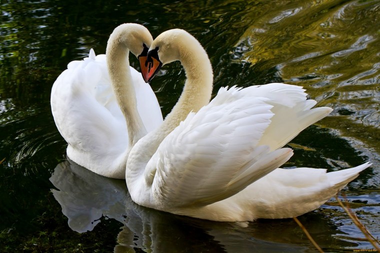 Пара лебедей