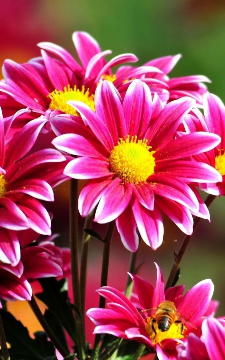 Летние темы на телефон цветы