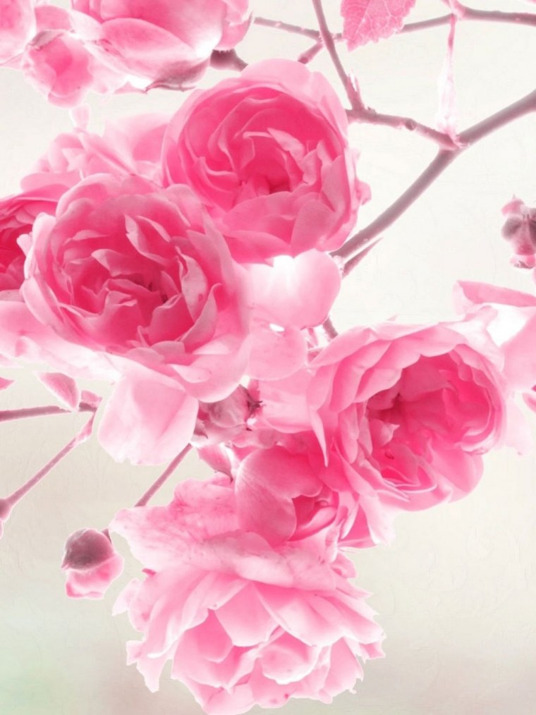 Цветы в розовых тонах