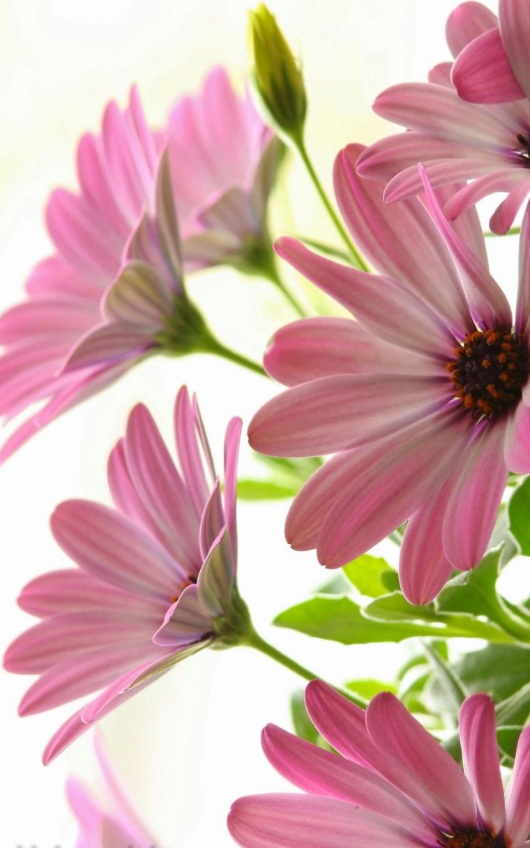 Яркие цветы