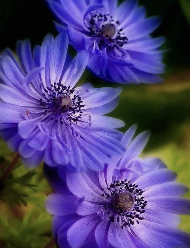 Цветы вертикальные