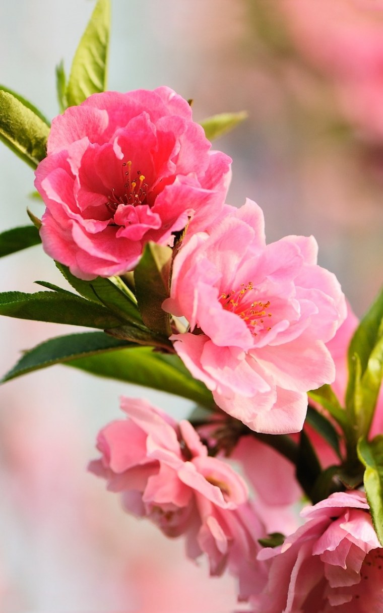 Красный цветок