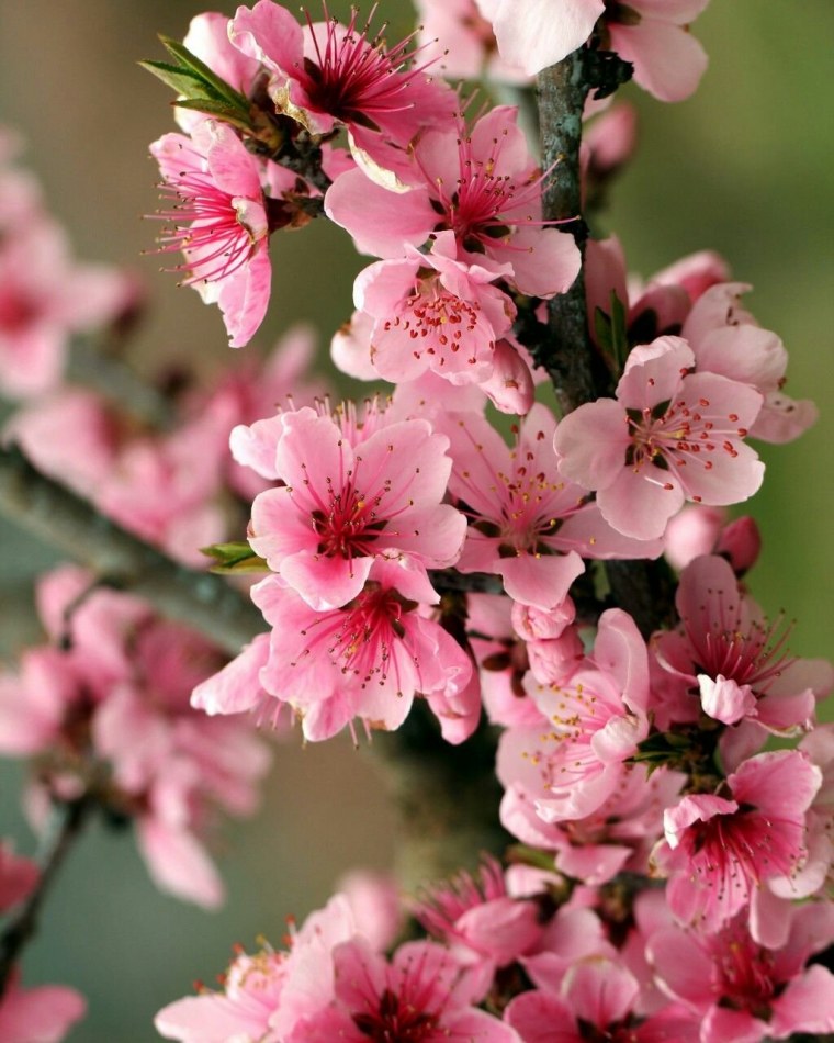 Сказочные лилии