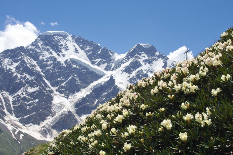 Красная Поляна Сочи горы рододендрон
