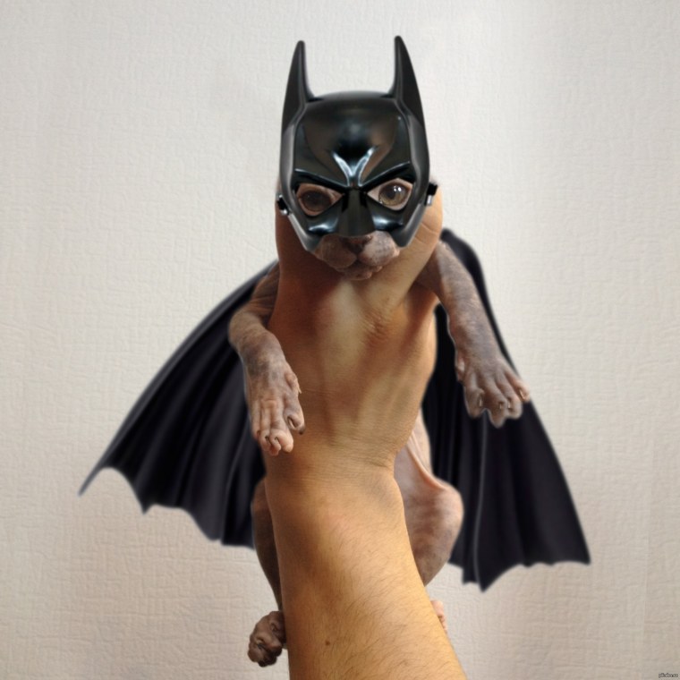 Кот в костюме Бэтмена