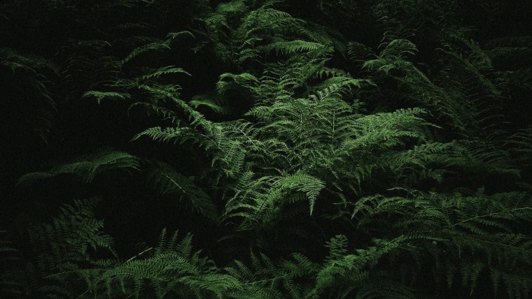 Папоротник Даваллия Канарская