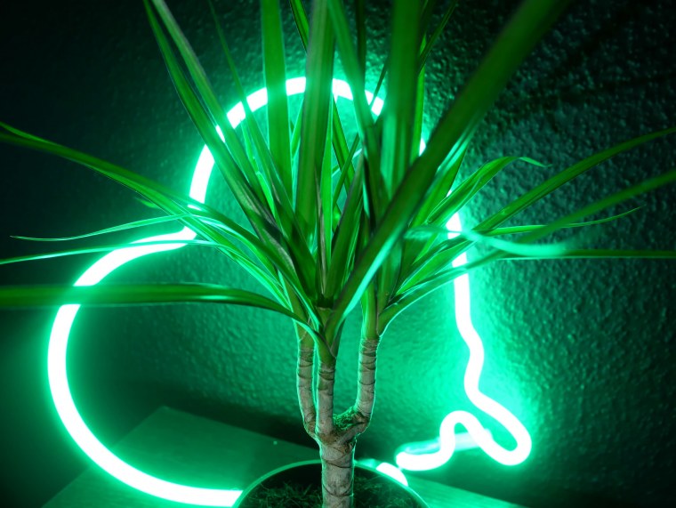 Зеленые листья Эстетика