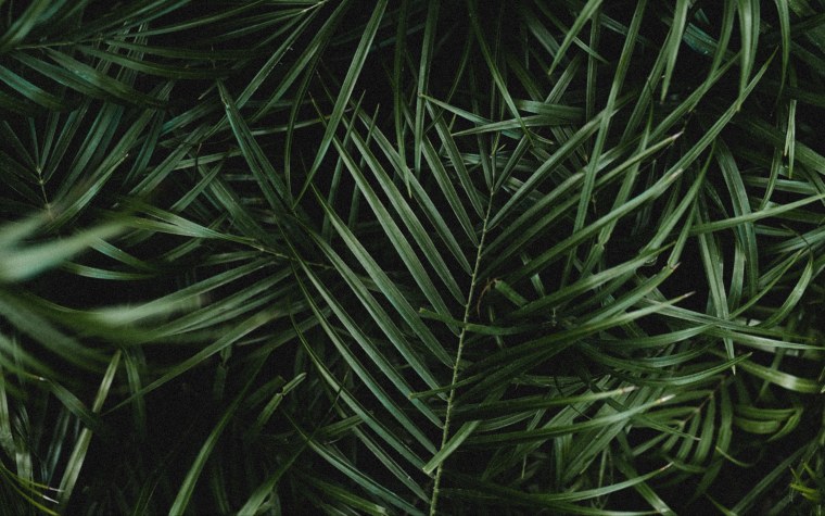 Папоротник неон