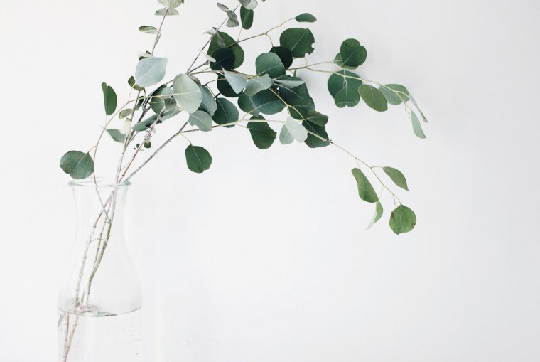 Эвкалипт белый