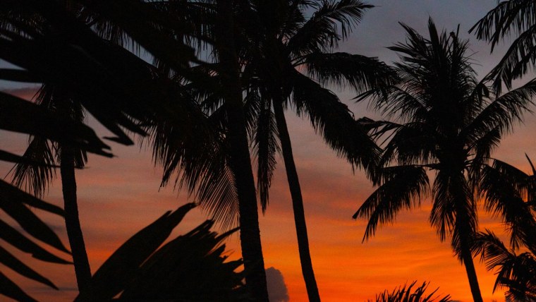 Обои на рабочий стол пальмы