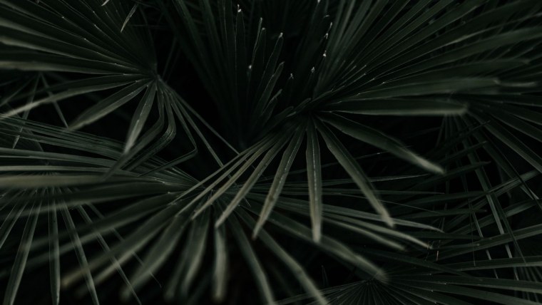 Листья пальмы на темном фоне