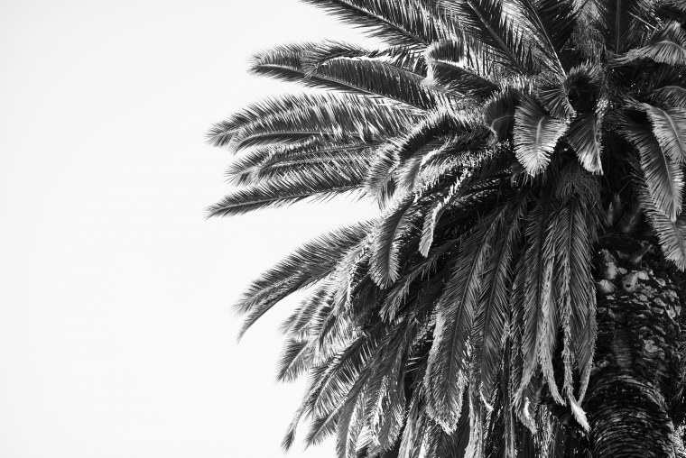 Пальма черная