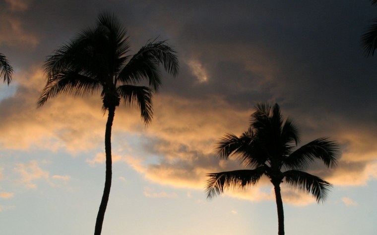 Пальмы в бурю