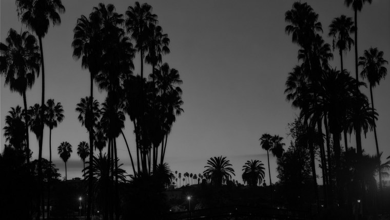 Обои пальмы