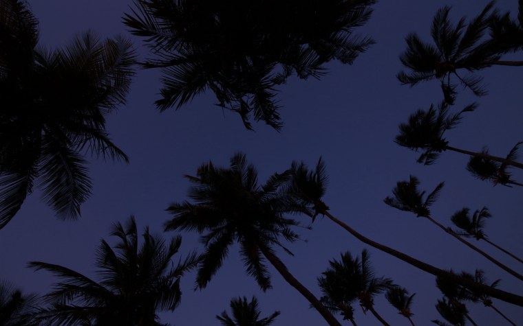 Пальма на темном фоне
