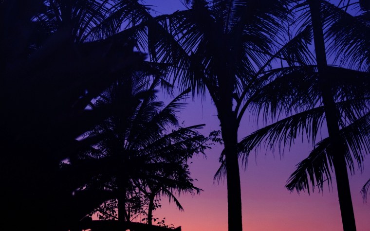 Пальмы в темноте