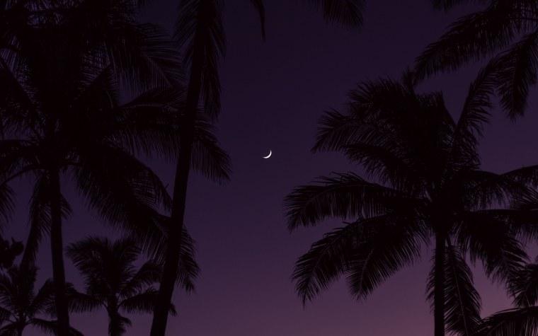 Пальмы на закате