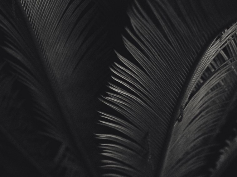 Пальма на сером фоне