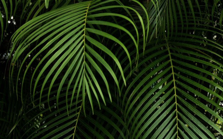 Тропические листья