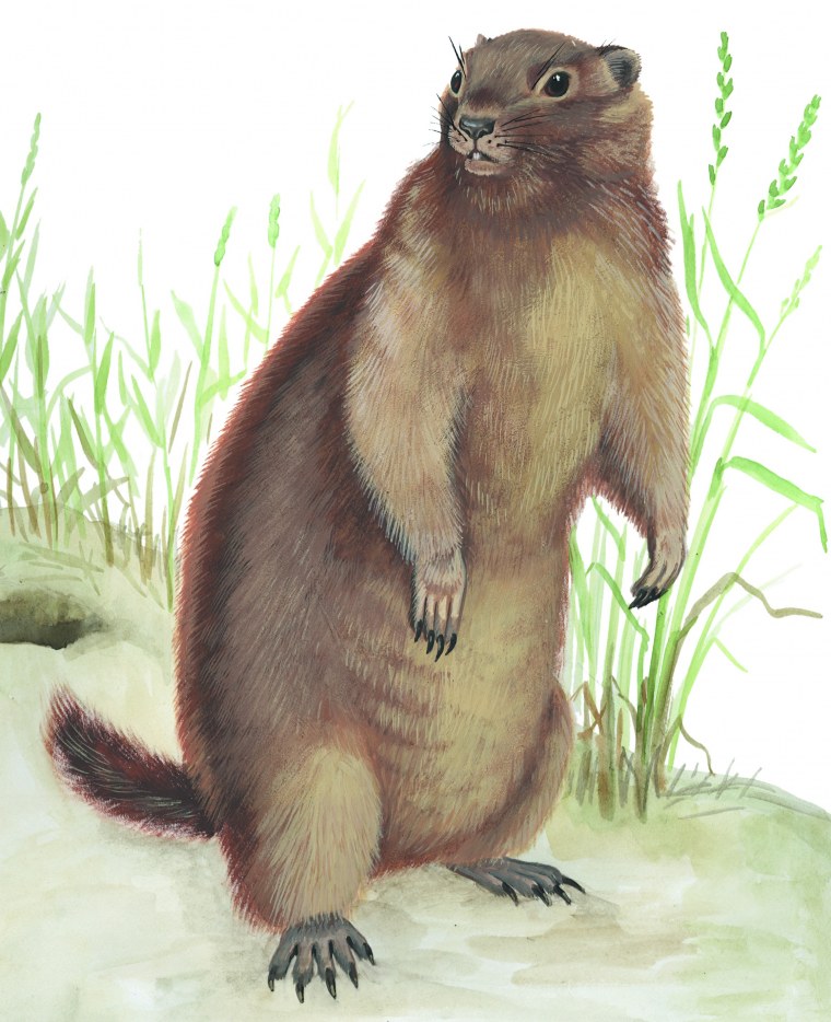 Сурок лесостепной – Marmota kastschenkoi