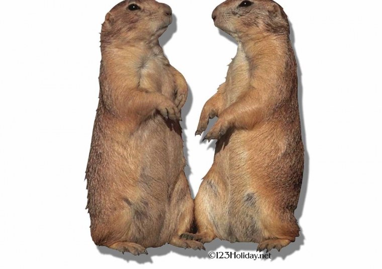 Сурок на белом фоне