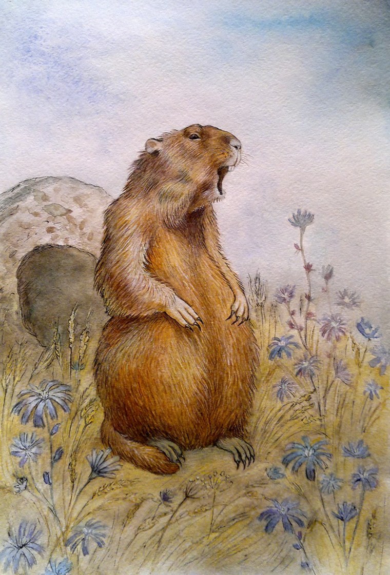 Сурок Байбак рисунок