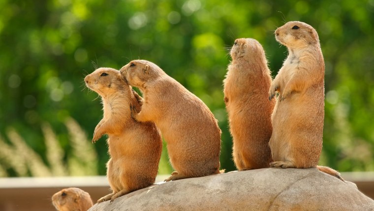 Суслик или сурок