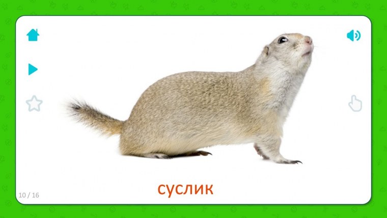 Суслик на белом фоне