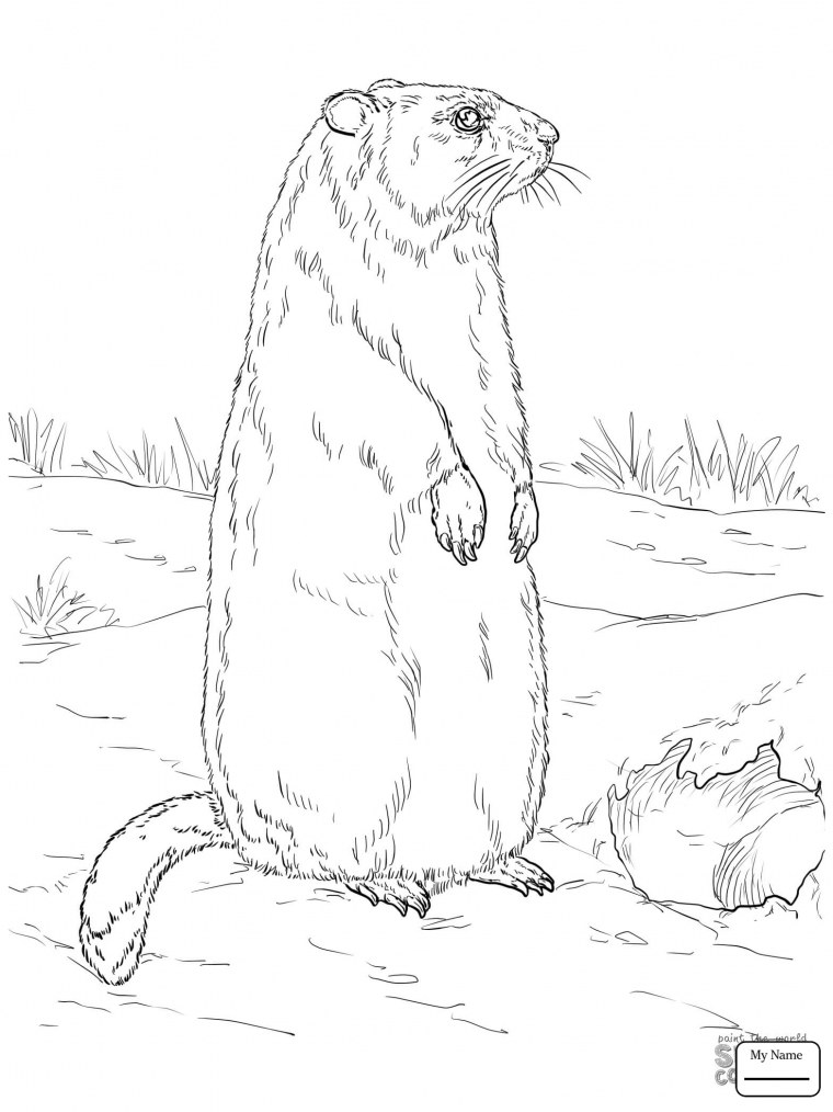 Сурок Байбак раскраска