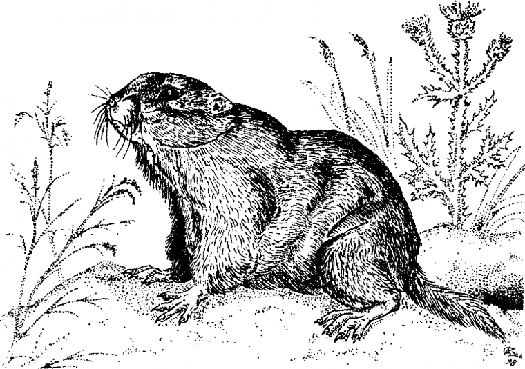 Сурок (Байбак) черно белый