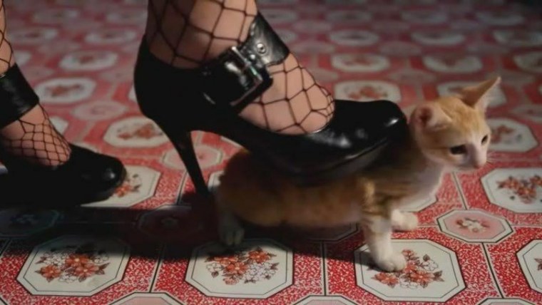 Хард краш фетиш животных